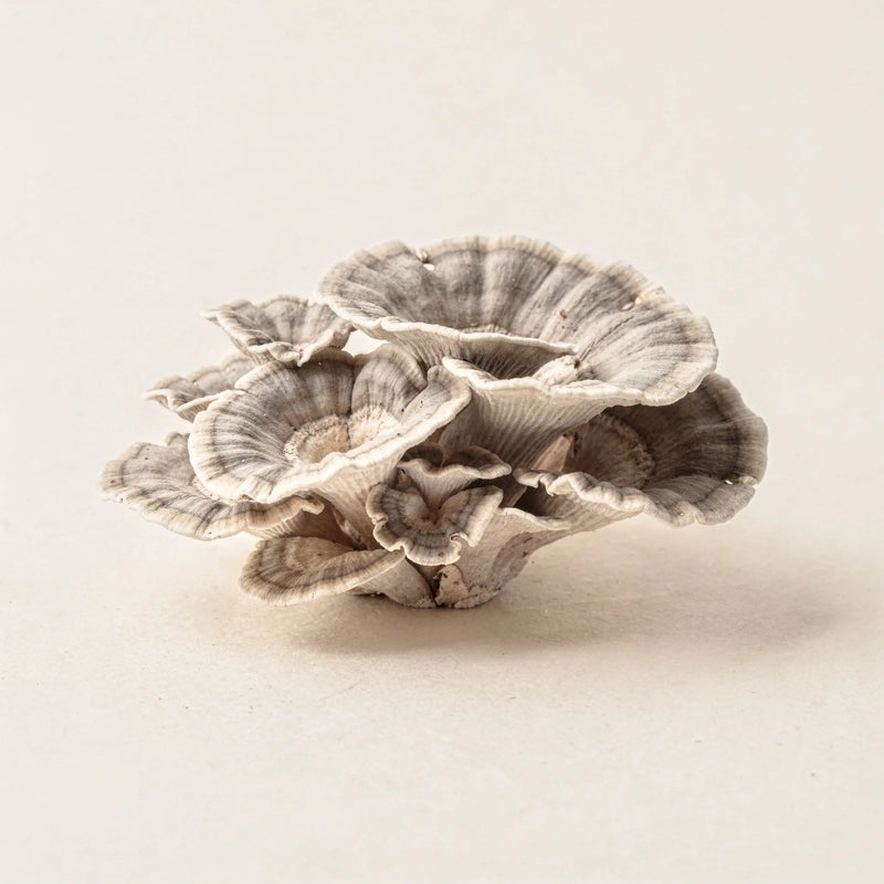 Turkey Tail Mushroom