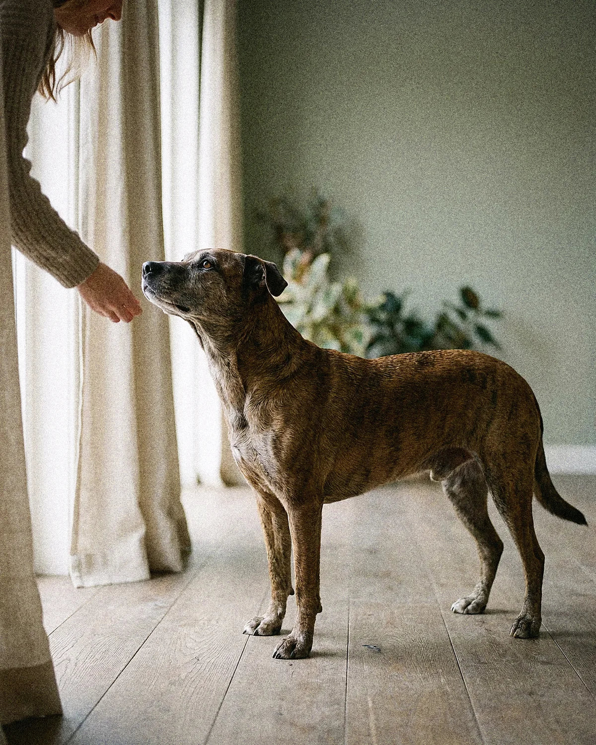 A senior brindle dog standing in profile in soft daylight, its owner reaching in with an open hand.